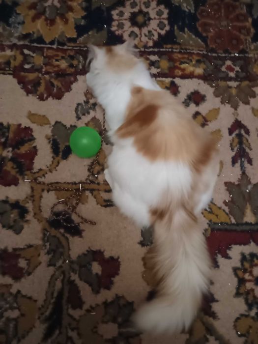 Красуня  киця породи ангора.   Вісім місяців.