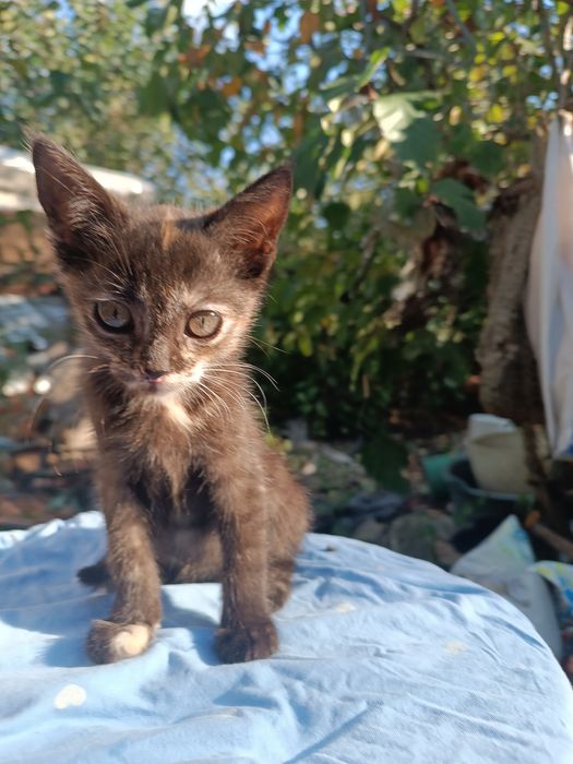 Кошенята віддам в добрі руки