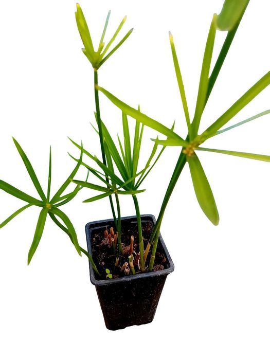 Sombrinha Chinesa / Papiro anao