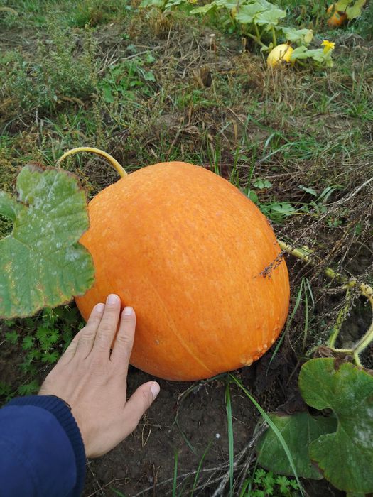 Sprzedam dynie olbrzymią idealna na hallowen