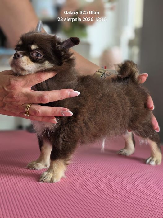 Chihuahua piesek długowłosy