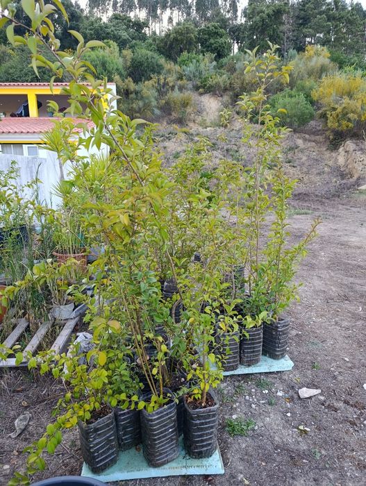 Vedação viva, lote 35 arbustos, Ligustrum japonicum, jovens e podados