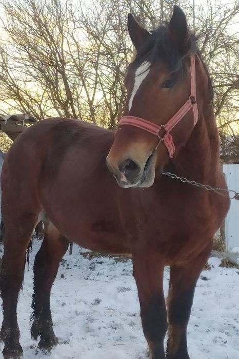 Продам молодого  жеребця