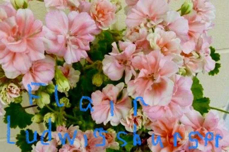 Пеларгонія сортова.