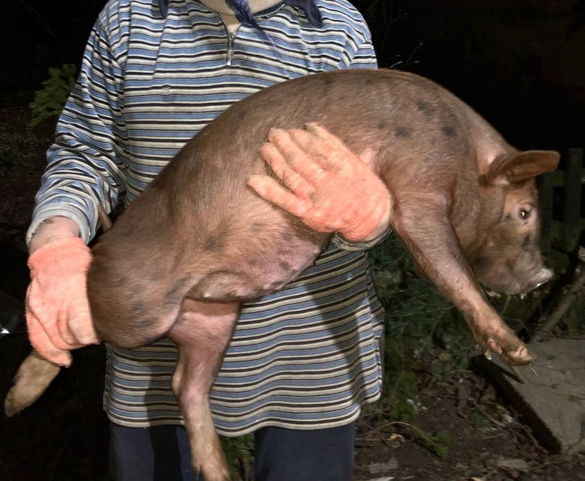 Поросята домашні