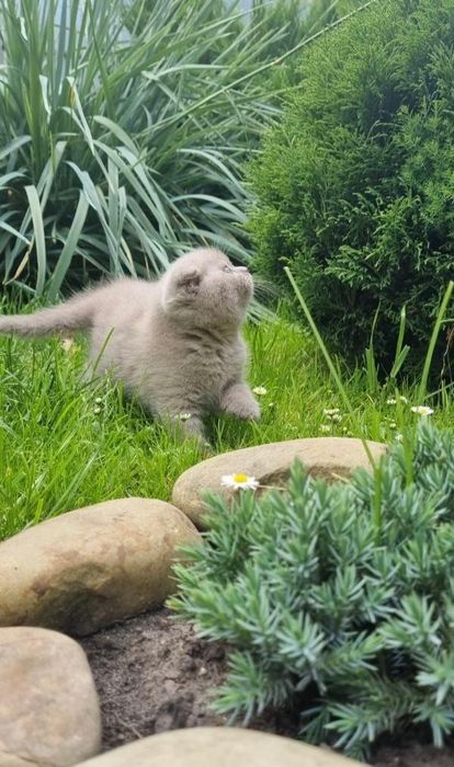 Киця висловуха  шотландська   шукає нову сім'ю Місто Броди
 Кого цікав