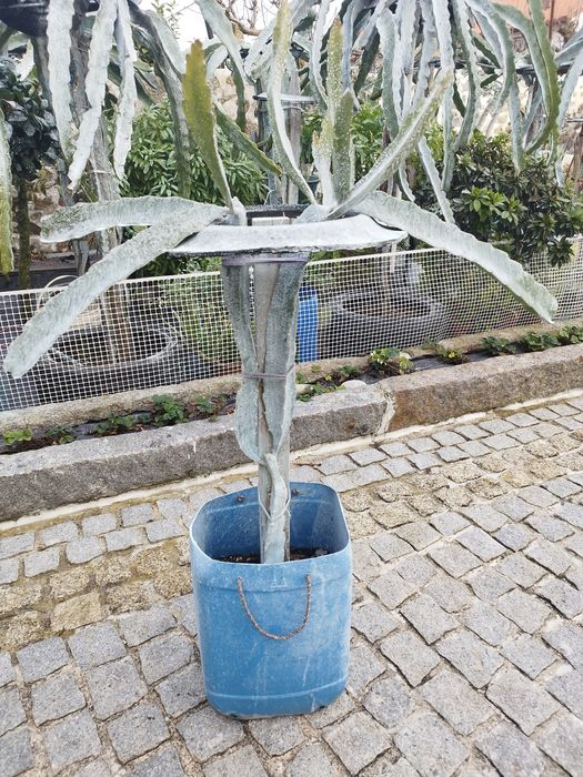 Pitaya popa branca para plantar