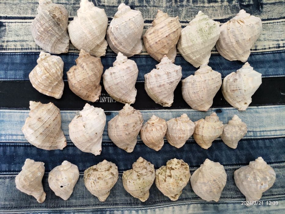 Ракушки,   рапаны