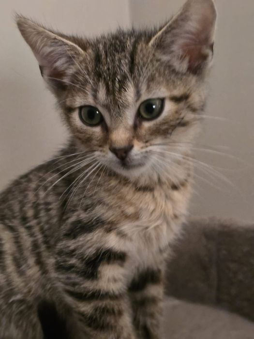 Do adopcji kociaczek kocurek Emet