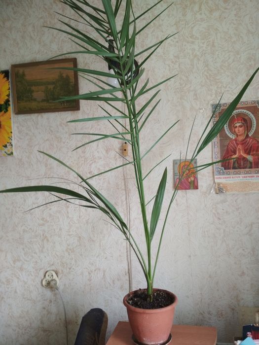 Комнатние растения