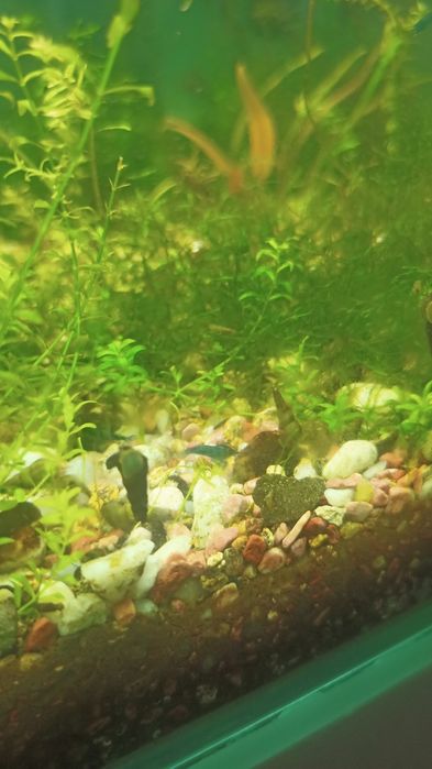 Camarões azuis Neocaridinas Blue Dream