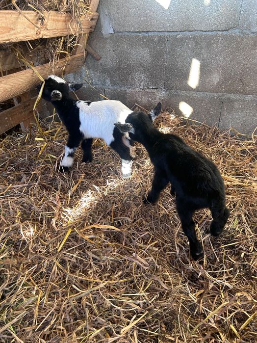 Cabras anãs para venda