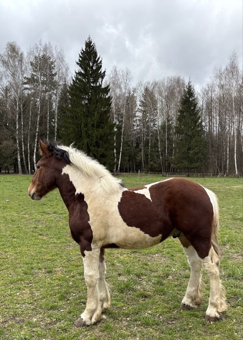 SPRZEDAM!Ogierki  zimnokrwiste!