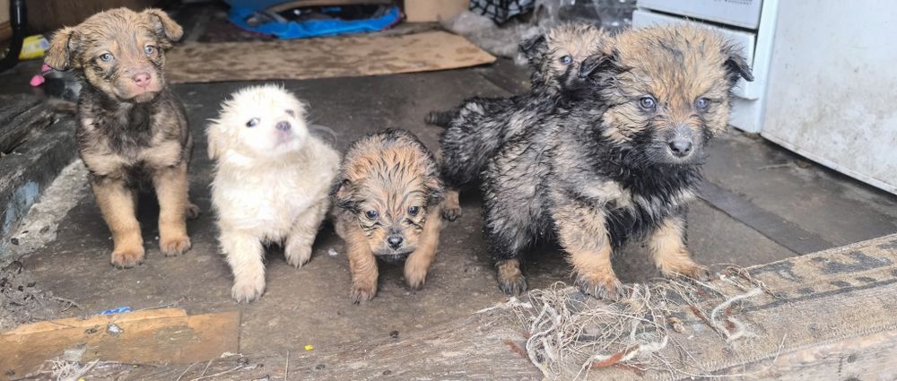 2 miesięczne pieski do oddania