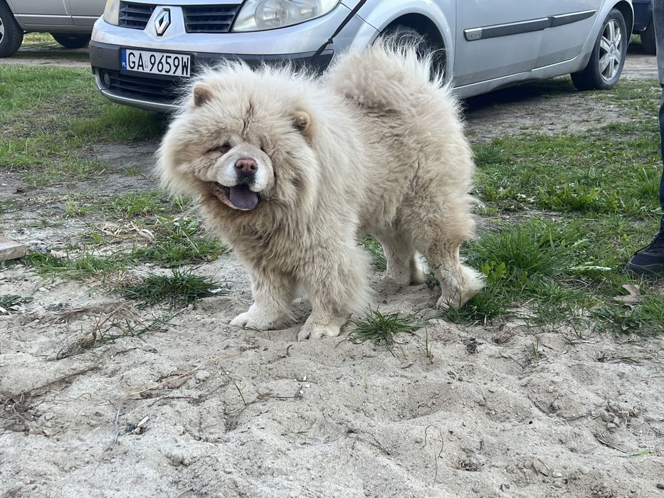 Chow chow suczka