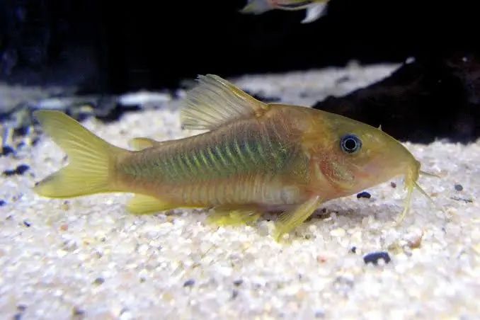 Kirysek spiżowy spiżowy albinos Kirysek pstry
