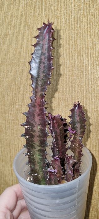 Продам эуфорбию Euphorbia Trigona Rubra