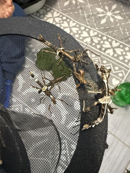 Straszyk Filipiński