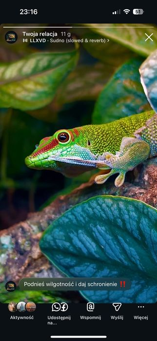 Gekon dzienny madagaskarski