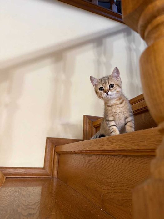 Британське зеленооке тигреня а ніжне як котик