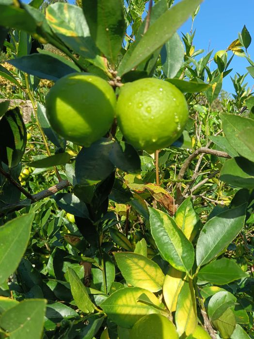 Limas fruta na árvore apanhada na hora