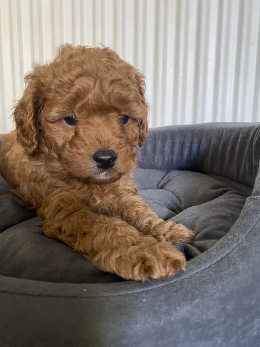 Cavapoo F1B Ari Cavapoo&Pudel miniaturowy