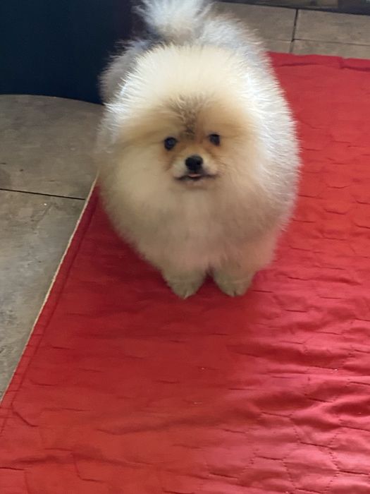 Померанський шпіц