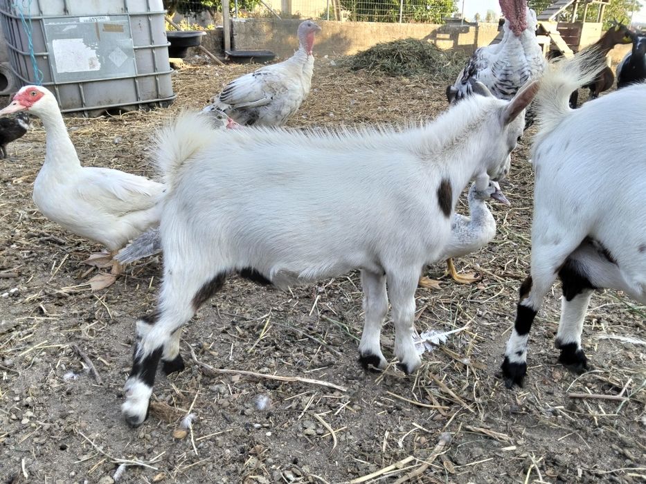 Chibo anão com 3 meses