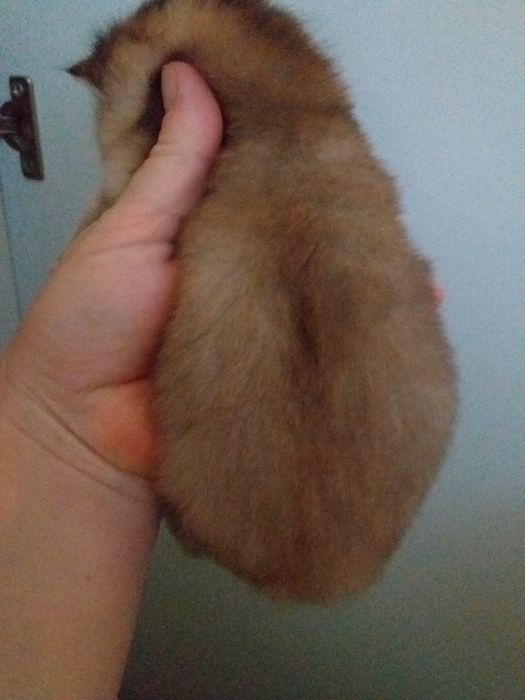 Золоті шиншили на бронь