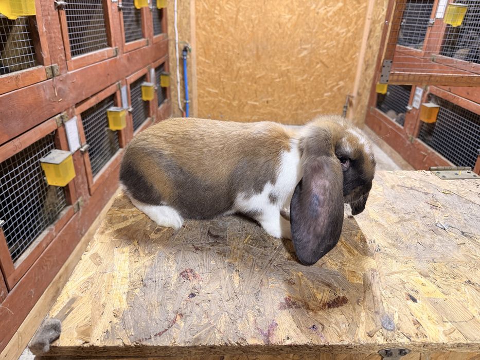 Króliki Francuski Baran Madagaskarowy