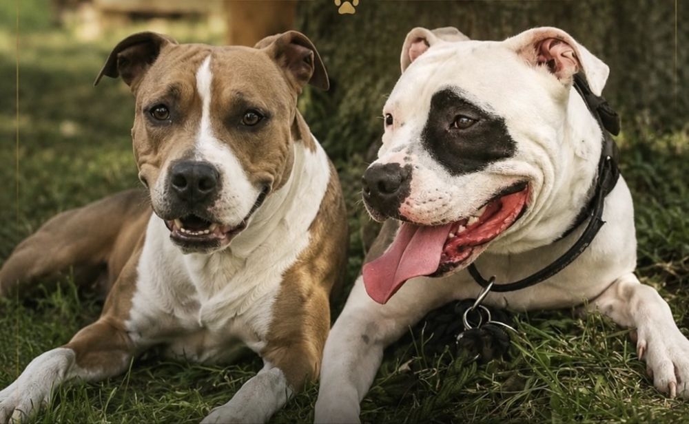 American Staffordshire Terrier (Amstaff)