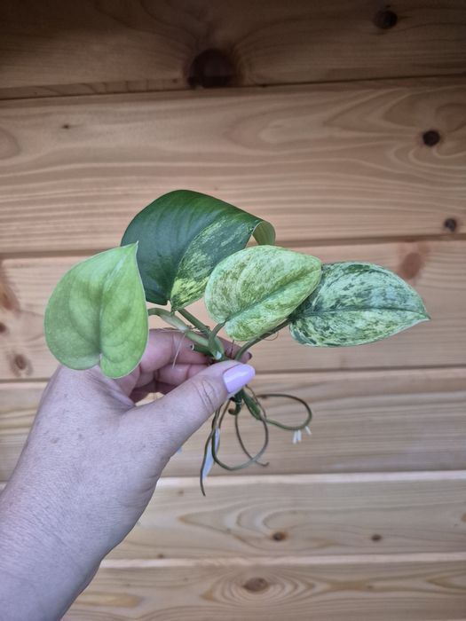 Scindapsus Jade Satin Variegata i Jade Satin Marble Variegata