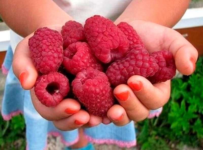 Sadzonki malinojeżyna 2 letnie CAC malino-jeżyna! Miododajne