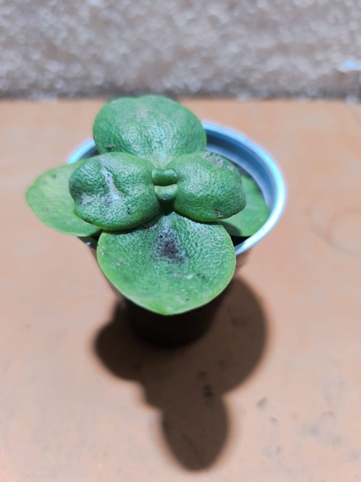 Promoção suculentas 2 por 1 euro