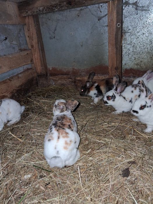 Rex trójbarwny w różnym wieku