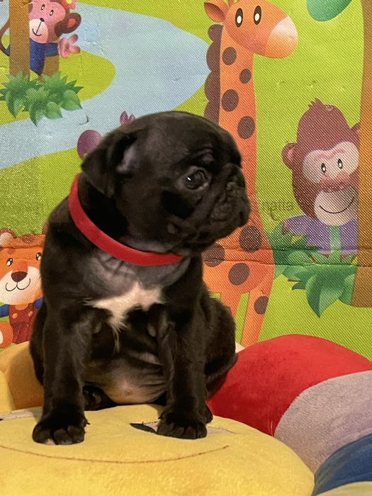 Мопс дівчинка, цуценя 2 міс. Привита,