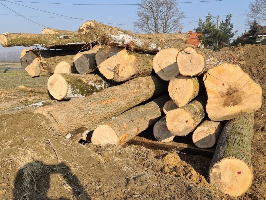 Deski jesionowe 54mm tarcica Jesion sucha