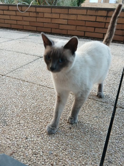 Dou gatinha siamês  com  1 ano