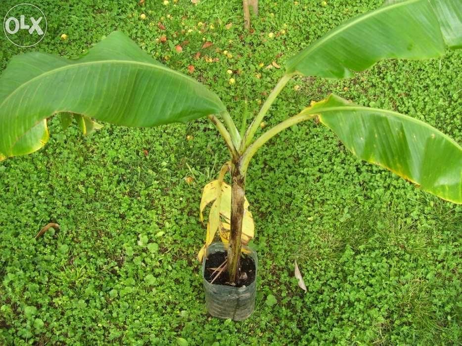 Bananeiras das canarias, madeira, Dwarf carendish,  Ensete Maurelii.