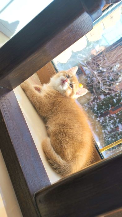 Неймовірні британські золоті шиншили