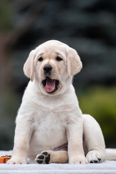 Цуценята Лабрадора від закордонної вязки