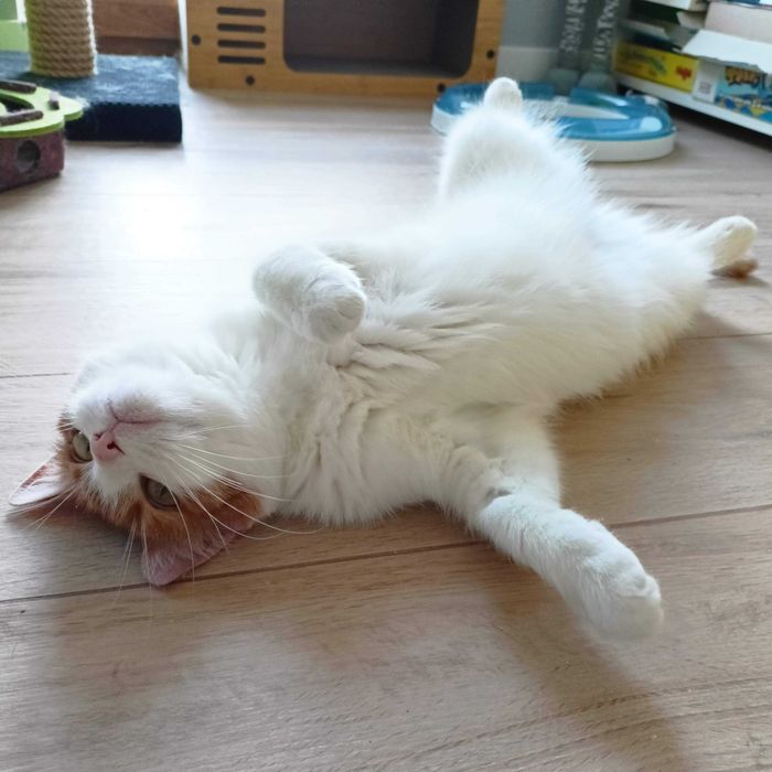 Alba- zjawiskowa piękność do pokochania od zaraz !