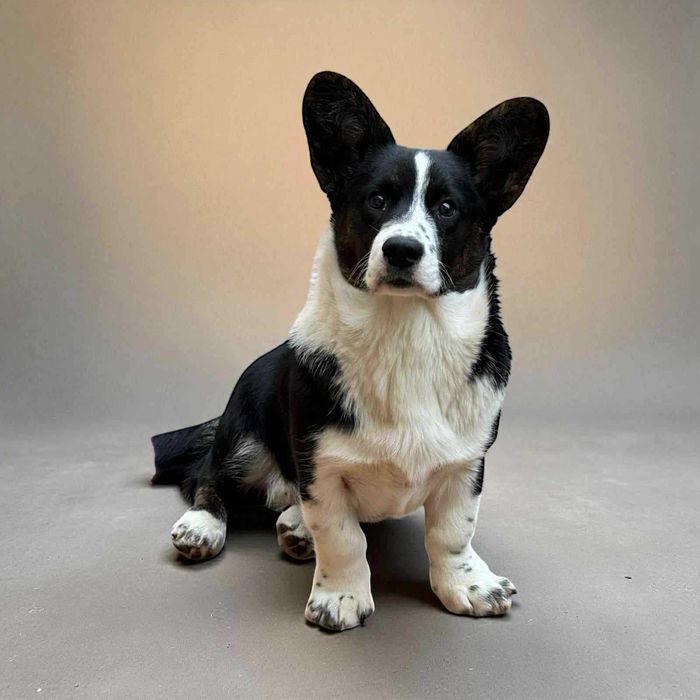 Welsh Corgi Cardigan FCI