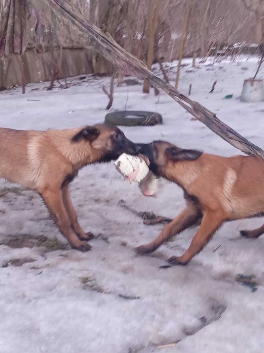 Продаються цуценята