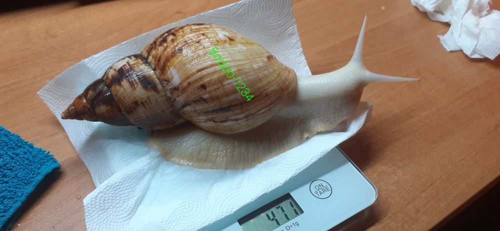 Największe ślimaki afrykańskie Achatina reticulata albino body