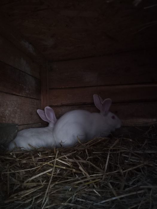 Króliki popielniańskie białe i mieszańce, samce, samice i parki