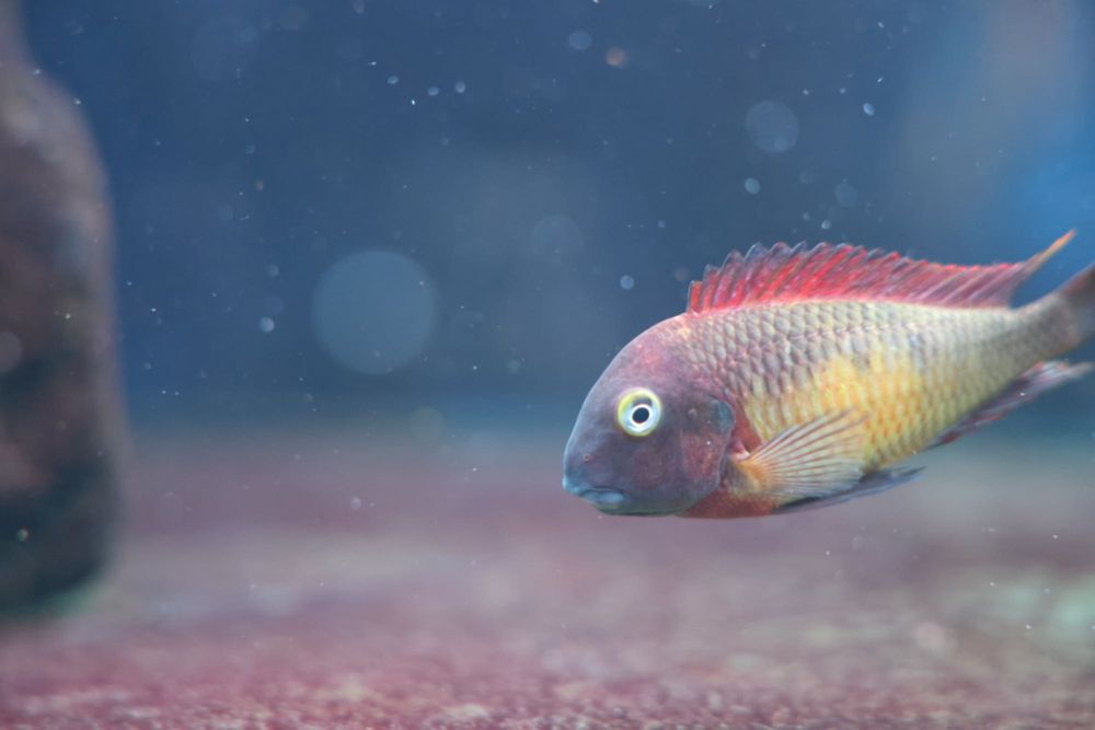 So 25 disponíveis Ciclideos africanos Tropheus kasanga (red rainbow)