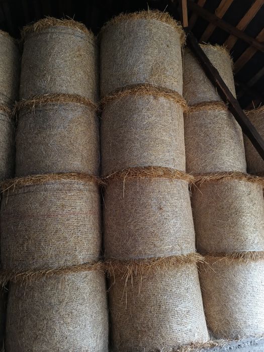Sprzedam słomę z ubiegłorocznych zbiorów
