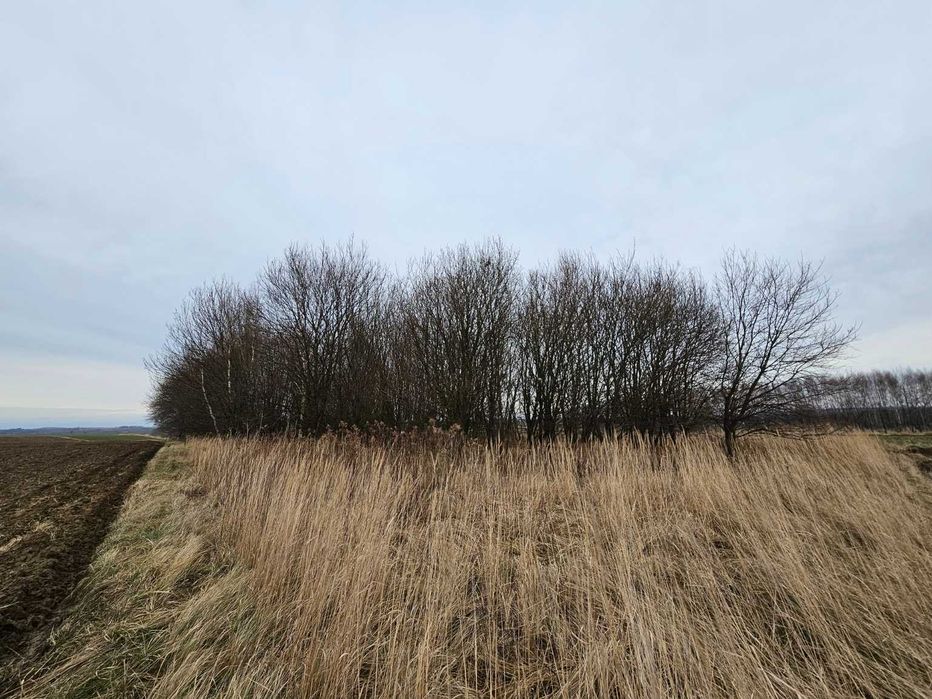 Działka leśna, las, Zgłobień