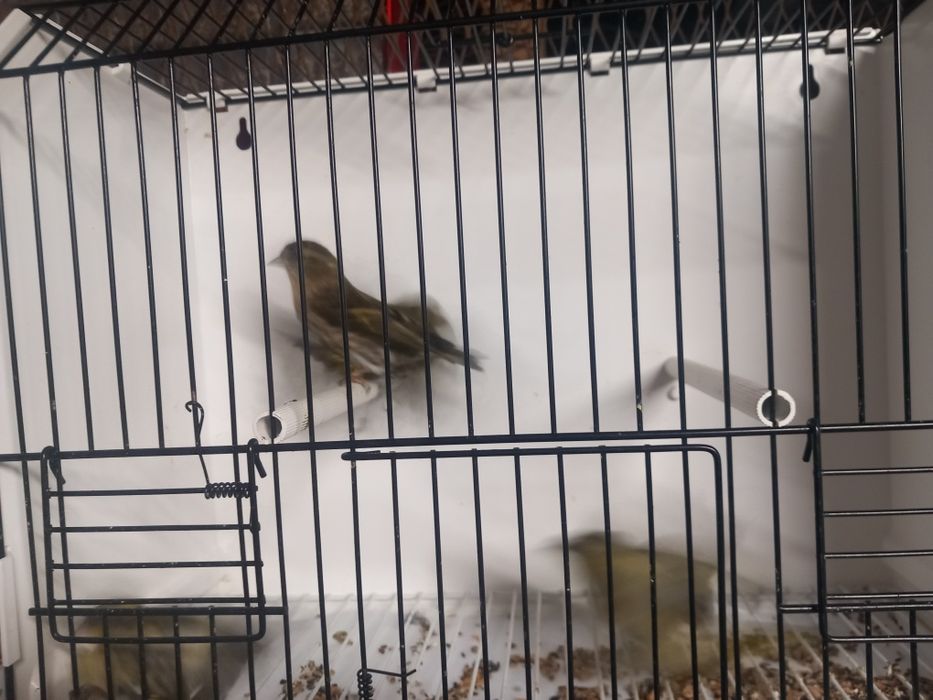 Czyż, czyżyki europejskie